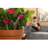 PARROT - Capteur Bluetooth pour plantes Flower Power, marron