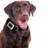 WEENECT PETS - Collier GPS pour chiens